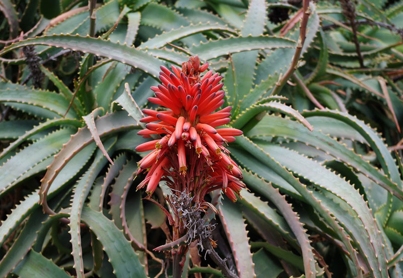 Meravigliosa Aloe